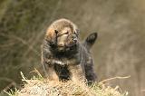 DOGUE DU TIBET 402